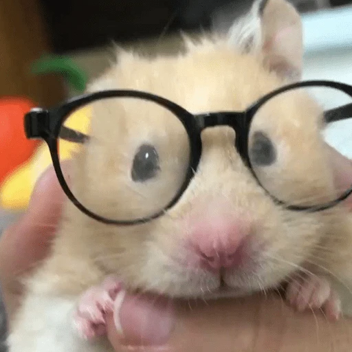 🐹Ratitas cutes🐹 
