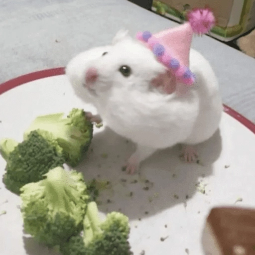 🐹Ratitas cutes🐹 
