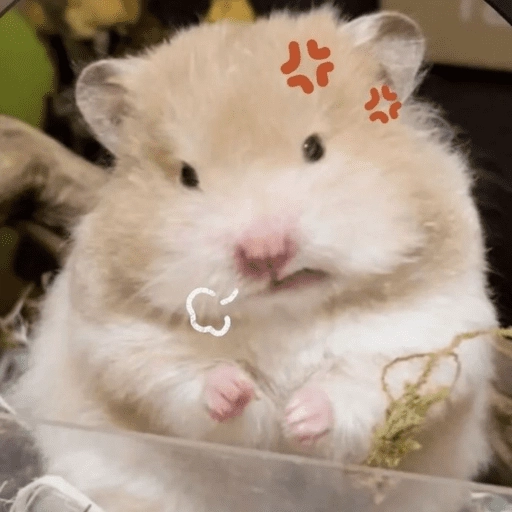 🐹Ratitas cutes🐹 
