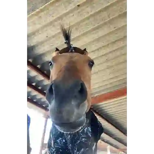 😎Barbería - Tiktok Viral😎 
 preview