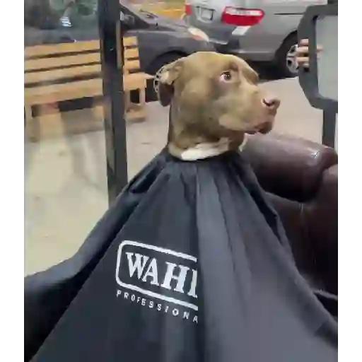 😎Barbería - Tiktok Viral😎 
 preview