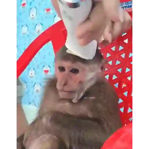 😎Barbería - Tiktok Viral😎 
