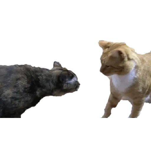 🔥 Tiktok ✨ viral 4🔥 
