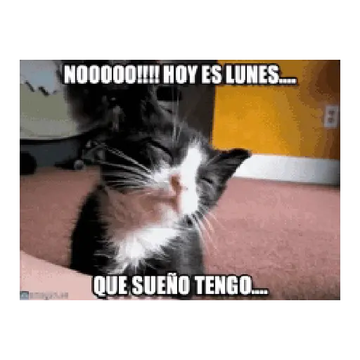 Lunes otra vez, pero con memes 
