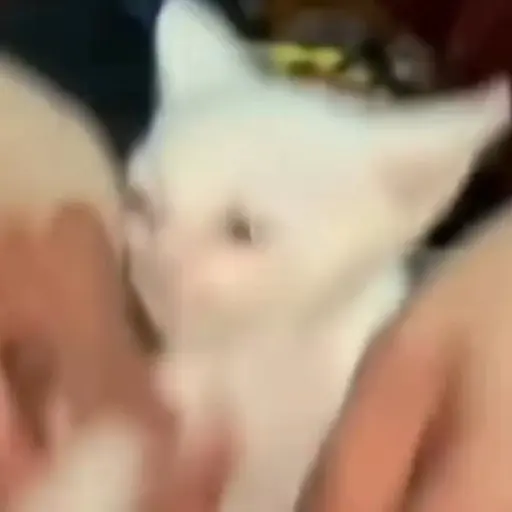 🎵 TIKTOKeando 26🎵 
