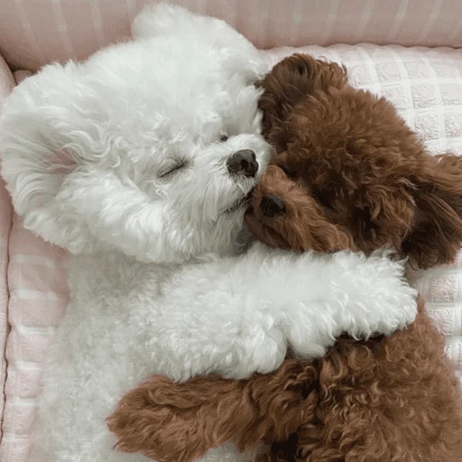 🐶 TÚ Y YO VERSIÓN PERRITOS 🐾 
