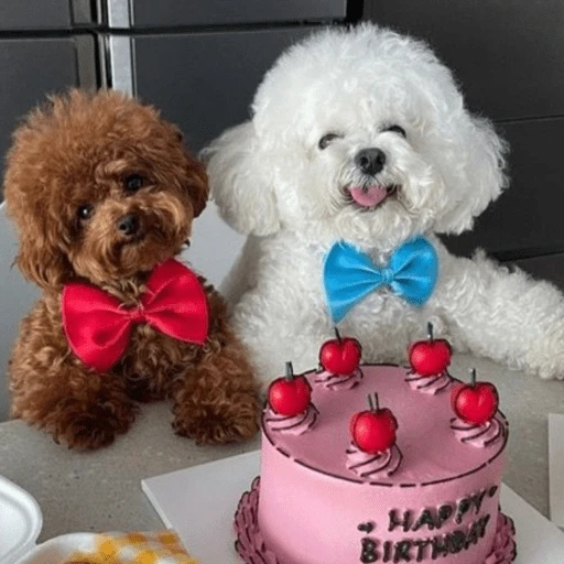 🐶 TÚ Y YO VERSIÓN PERRITOS 🐾 
