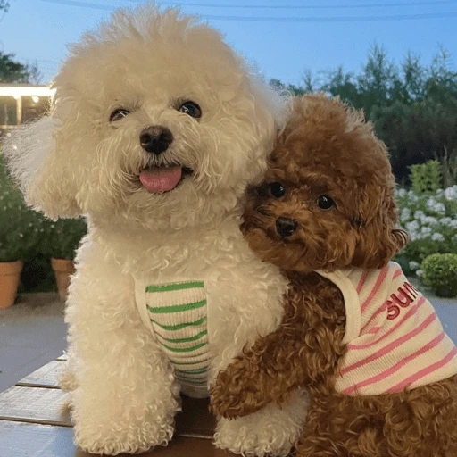 🐶 TÚ Y YO VERSIÓN PERRITOS 🐾 
