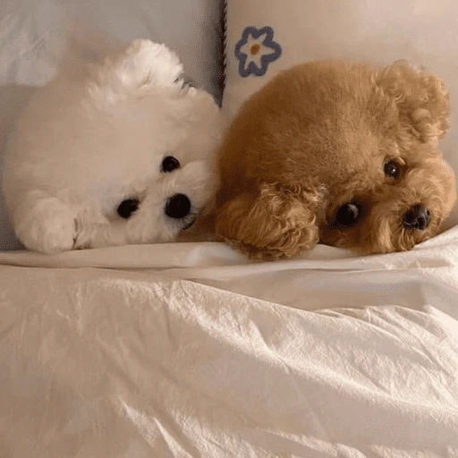 🐶 TÚ Y YO VERSIÓN PERRITOS 🐾 
