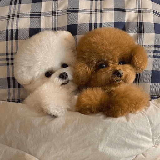 🐶 TÚ Y YO VERSIÓN PERRITOS 🐾 
 preview