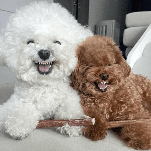 🐶 TÚ Y YO VERSIÓN PERRITOS 🐾 
