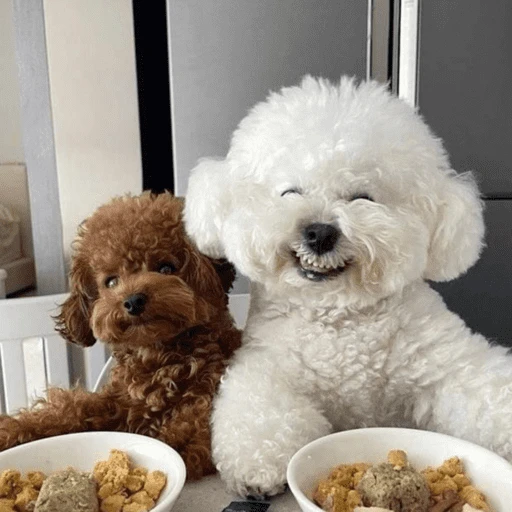 🐶 TÚ Y YO VERSIÓN PERRITOS 🐾 
