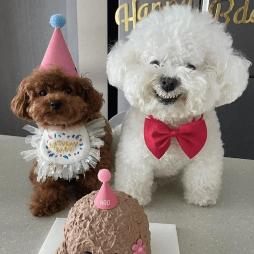 🐶 TÚ Y YO VERSIÓN PERRITOS 🐾 
