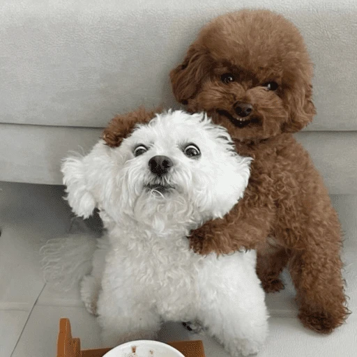 🐶 TÚ Y YO VERSIÓN PERRITOS 🐾 
