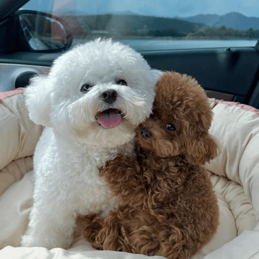 🐶 TÚ Y YO VERSIÓN PERRITOS 🐾 
