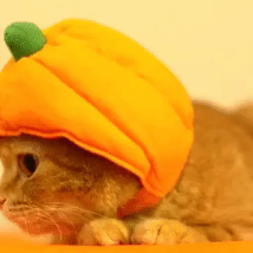 🎃 Halloween Pets 🎃 
 preview