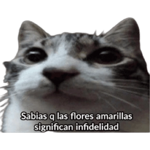 Flores Amarillas🌻ramos 
