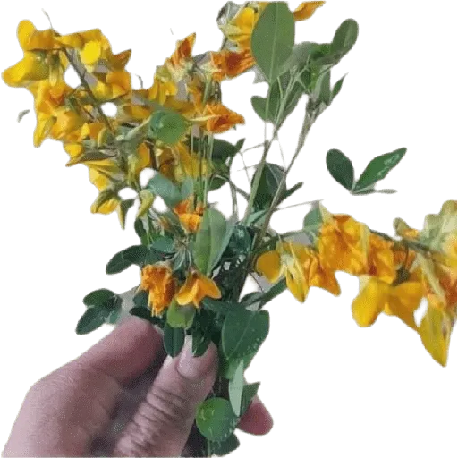 Flores Amarillas🌻ramos 
