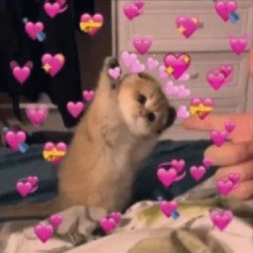 Explosión de amor 6💘💕💓💗💖💝 
