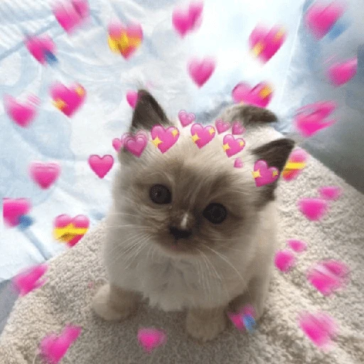 Explosión de amor 6💘💕💓💗💖💝 
 preview