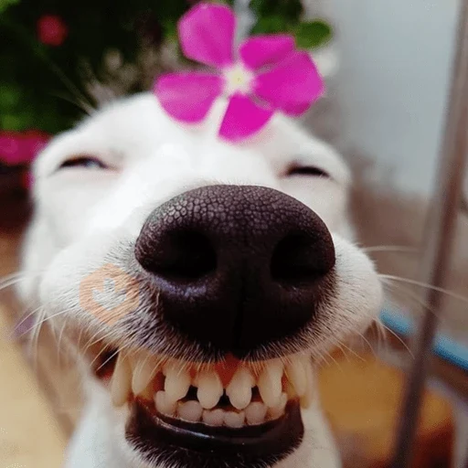 🐶 PERRO SONRIENTE MOODS 🐾 sticker 13