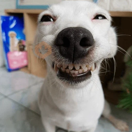 🐶 PERRO SONRIENTE MOODS 🐾 sticker 12