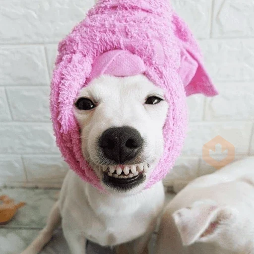 🐶 PERRO SONRIENTE MOODS 🐾 sticker 14