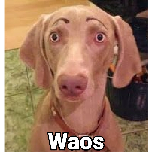 Waos - Perro con cejas🐶 
