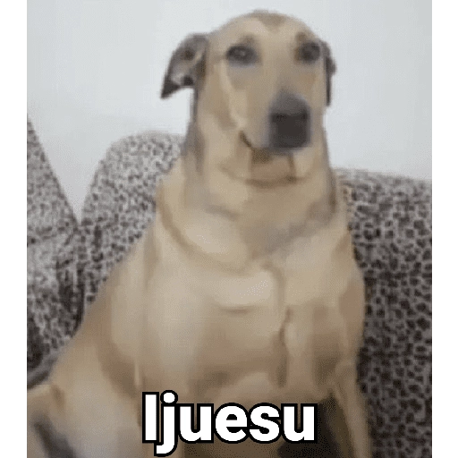 Waos - Perro con cejas🐶 

