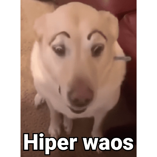 Waos - Perro con cejas🐶 
