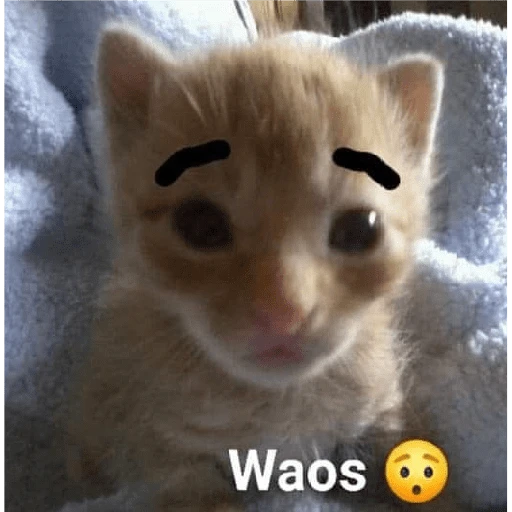 Waos - Perro con cejas🐶 

