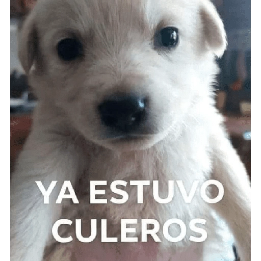Waos - Perro con cejas🐶 
