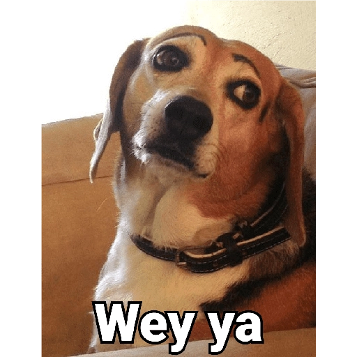Waos - Perro con cejas🐶 
 preview