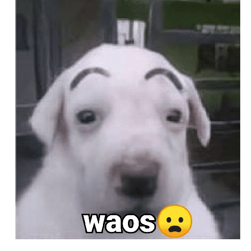 Waos - Perro con cejas🐶 
