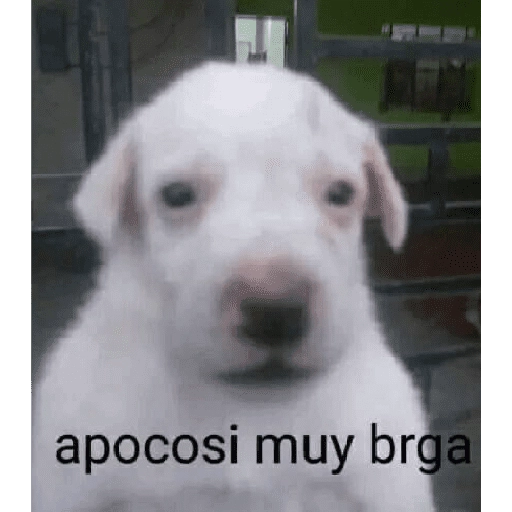 Waos - Perro con cejas🐶 
