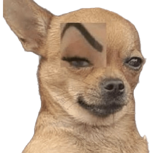Waos - Perro con cejas🐶 
