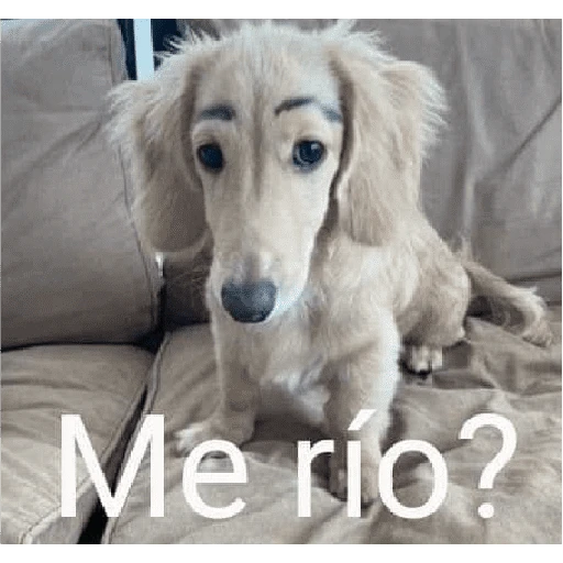 Waos - Perro con cejas🐶 
