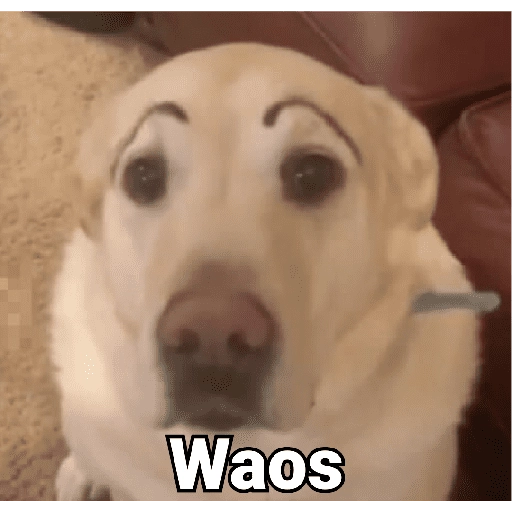 Waos - Perro con cejas🐶 
