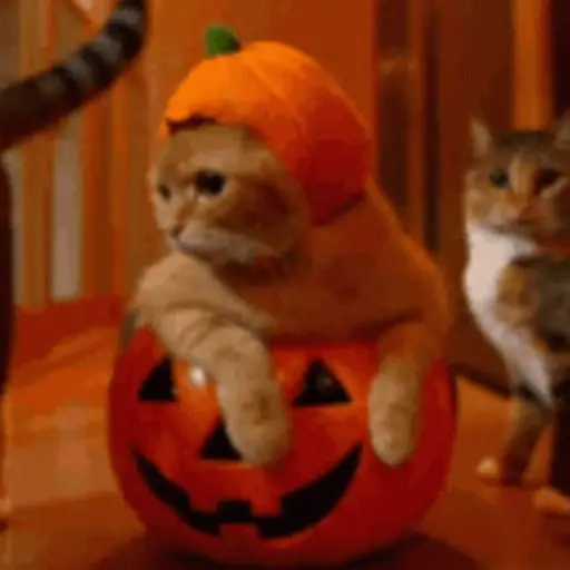 Halloween 🎃 

