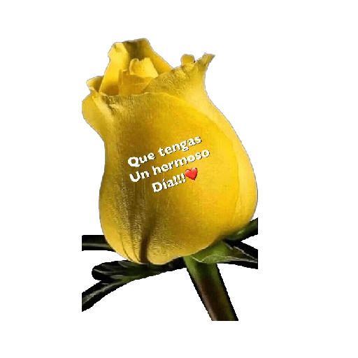 Flores amarillas 🌼🌻 

