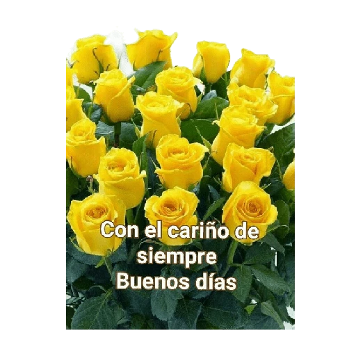 Flores amarillas 🌼🌻 

