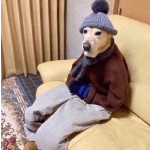 Perritos que tienen frío❄️✨ 
