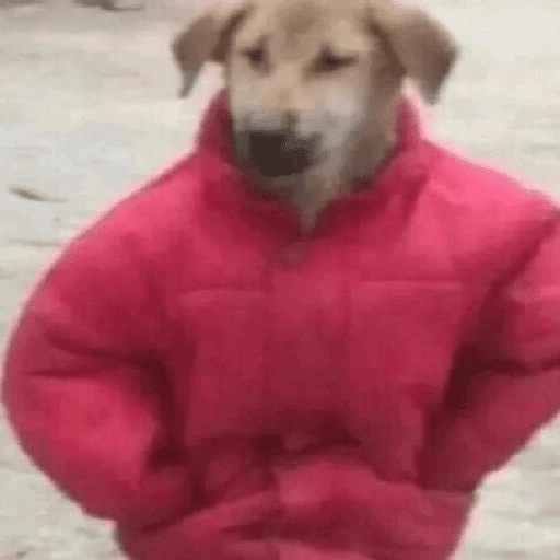 Perritos que tienen frío❄️✨ 
