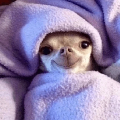 Perritos que tienen frío❄️✨ 
