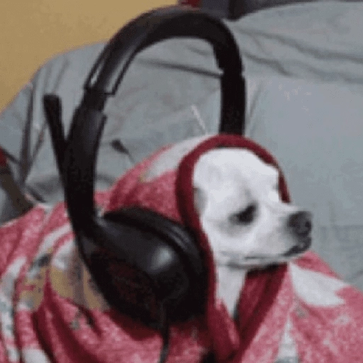 Perritos que tienen frío❄️✨ 
