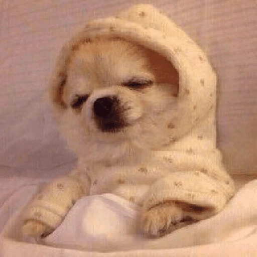 Perritos que tienen frío❄️✨ 
