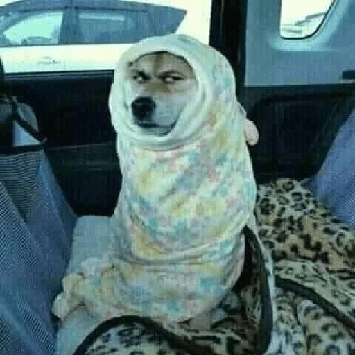 Perritos que tienen frío❄️✨ 
