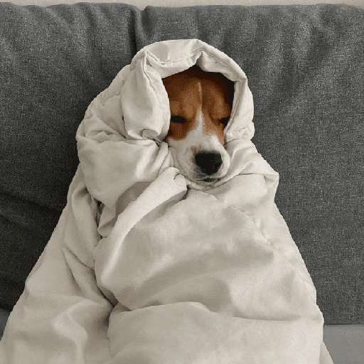Perritos que tienen frío❄️✨ 
