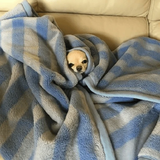 Perritos que tienen frío❄️✨ 

