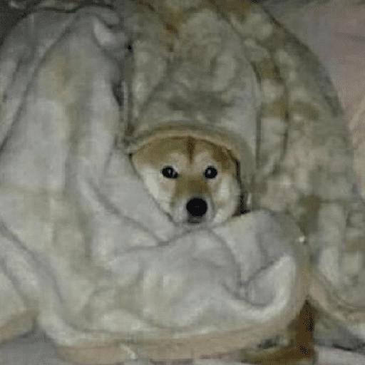 Perritos que tienen frío❄️✨ 
